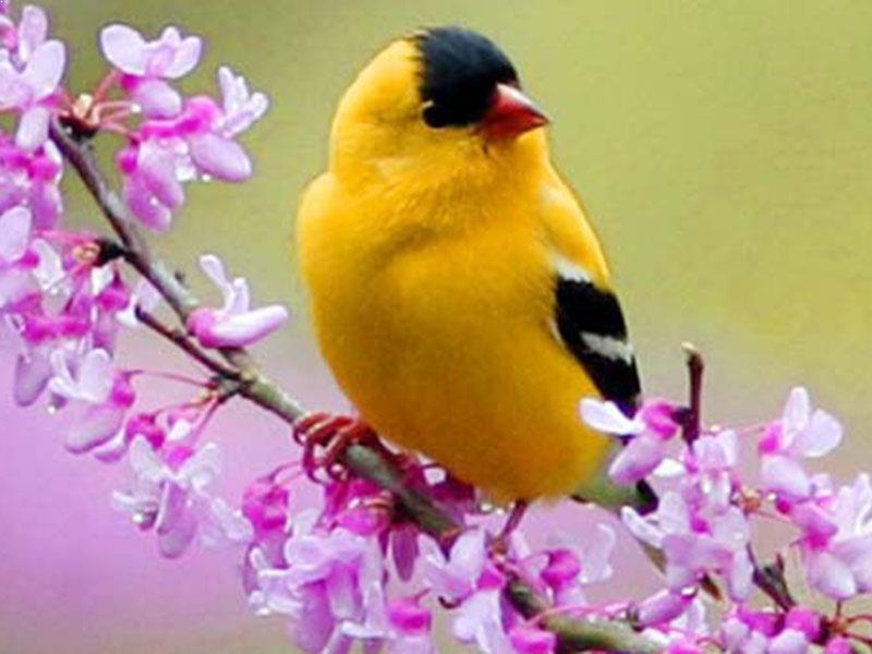  Mandagadde Bird Sanctuary 