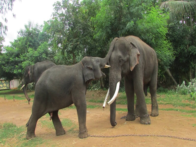  Sakrebayalu Elephant Camp 